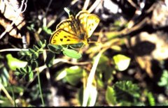 Svartflekksmyger (Carterocephalus silvicola)