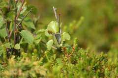 Myrblåvinge (Plebejus optilete)