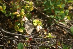 Fjellringvinge (Erebia pandrose)