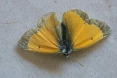 Mjeltgulvinge (Colias hecla)