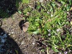 Fjellringvinge (Erebia pandrose)