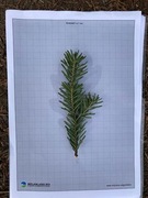 Gran (Picea abies)