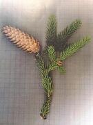 Gran (Picea abies)