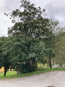 Gråor (Alnus incana)