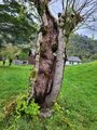 Ask (Fraxinus excelsior)