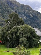 Bøk (Fagus sylvatica)