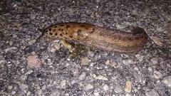 Boakjølsnegl (Limax maximus)