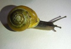 Hagesnegl (Cepaea hortensis)