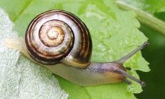 Hagesnegl (Cepaea hortensis)