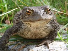 Padde (Bufo bufo)