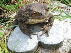 Padde (Bufo bufo)