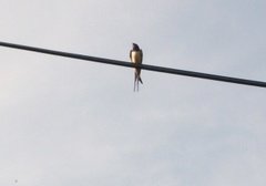 Låvesvale (Hirundo rustica)