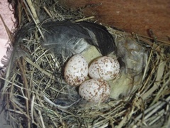 Låvesvale (Hirundo rustica)