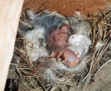 Låvesvale (Hirundo rustica)