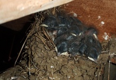 Låvesvale (Hirundo rustica)