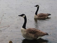 Kanadagås (Branta canadensis)