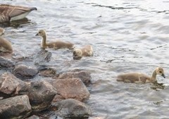 Kanadagås (Branta canadensis)