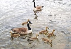 Kanadagås (Branta canadensis)