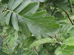Rognasal (Sorbus hybrida)