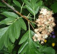Rognasal (Sorbus hybrida)
