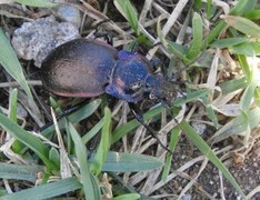 Vanlig jordløper (Carabus nemoralis)