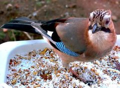 Nøtteskrike (Garrulus glandarius)