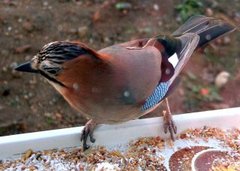 Nøtteskrike (Garrulus glandarius)