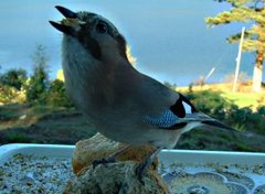 Nøtteskrike (Garrulus glandarius)