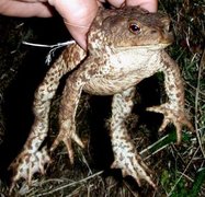 Padde (Bufo bufo)