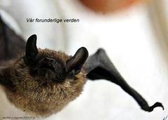 Småflaggermus (Microchiroptera)