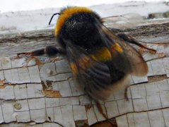 Humler (Bombus)