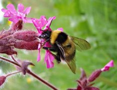 Humler (Bombus)