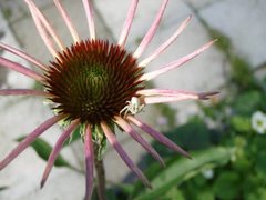 Kameleonkrabbeedderkopp (Misumena vatia)