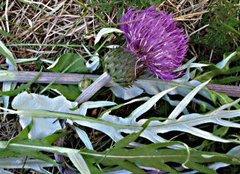 Åkertistel (Cirsium arvense)