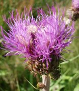 Åkertistel (Cirsium arvense)