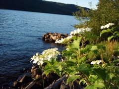 Korsved (Viburnum opulus)