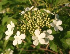 Korsved (Viburnum opulus)