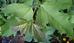 Korsved (Viburnum opulus)