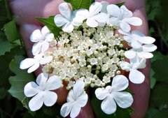 Korsved (Viburnum opulus)