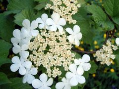 Korsved (Viburnum opulus)