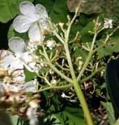 Korsved (Viburnum opulus)