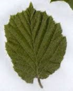 Hassel (Corylus avellana)