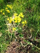 Villtulipan (Tulipa sylvestris)