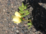 Villtulipan (Tulipa sylvestris)