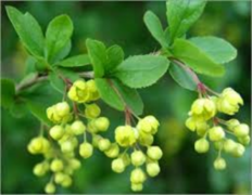 Berberis (Berberis vulgaris)