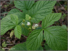 Teiebær (Rubus saxatilis)