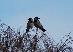 Kråke (Corvus cornix)