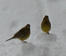 Gulspurv (Emberiza citrinella)