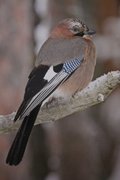 Nøtteskrike (Garrulus glandarius)