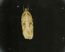 Agonopterix arenella